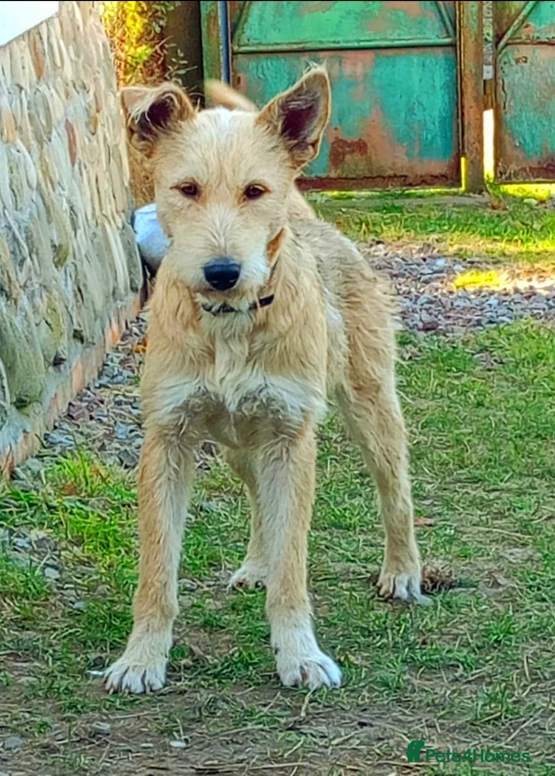 Mixed Breed dogs for adoption: 💖🐶 LUCHIA 🐶💖 - Advert 11