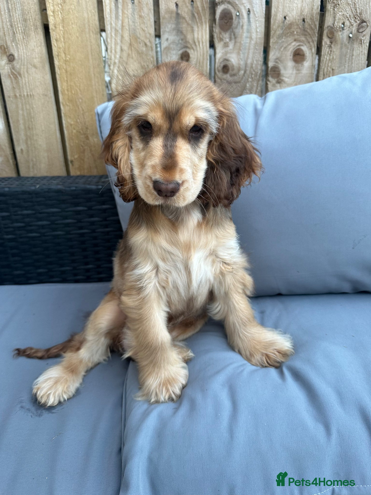 Cocker Spaniel dogs Stunning KC health tested show cocker spaniel  - Advert 10