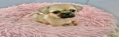 Mixed Breed 4