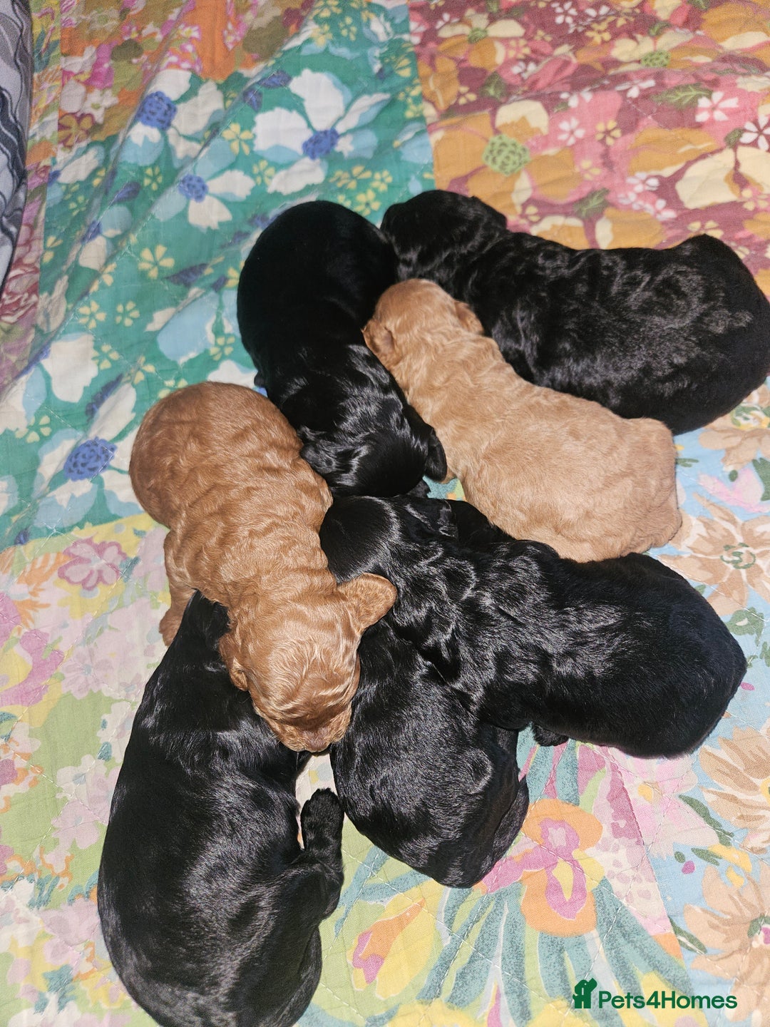 Cockapoo dogs for sale: Toy f1b cokapoos  - Image 1