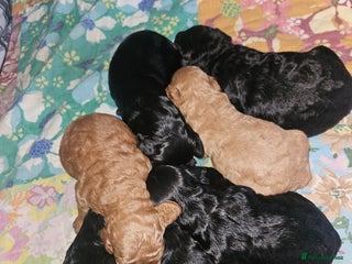 Cockapoo dogs for sale - Advert 1