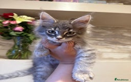 Maine Coon cats for sale: XL Russian Cubs 🇷🇺 ❤️ - Image 10