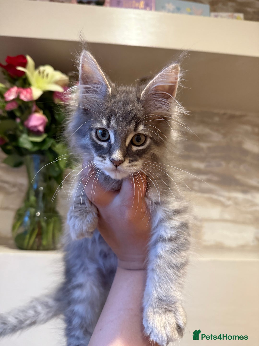 Maine Coon cats for sale: XL Russian Cubs 🇷🇺 ❤️ - Image 10