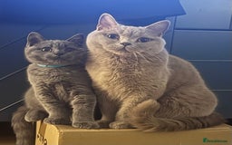 British Shorthair cats for sale: Beautiful GCCF Registered BSH Kittens - Ready Now - Image 13