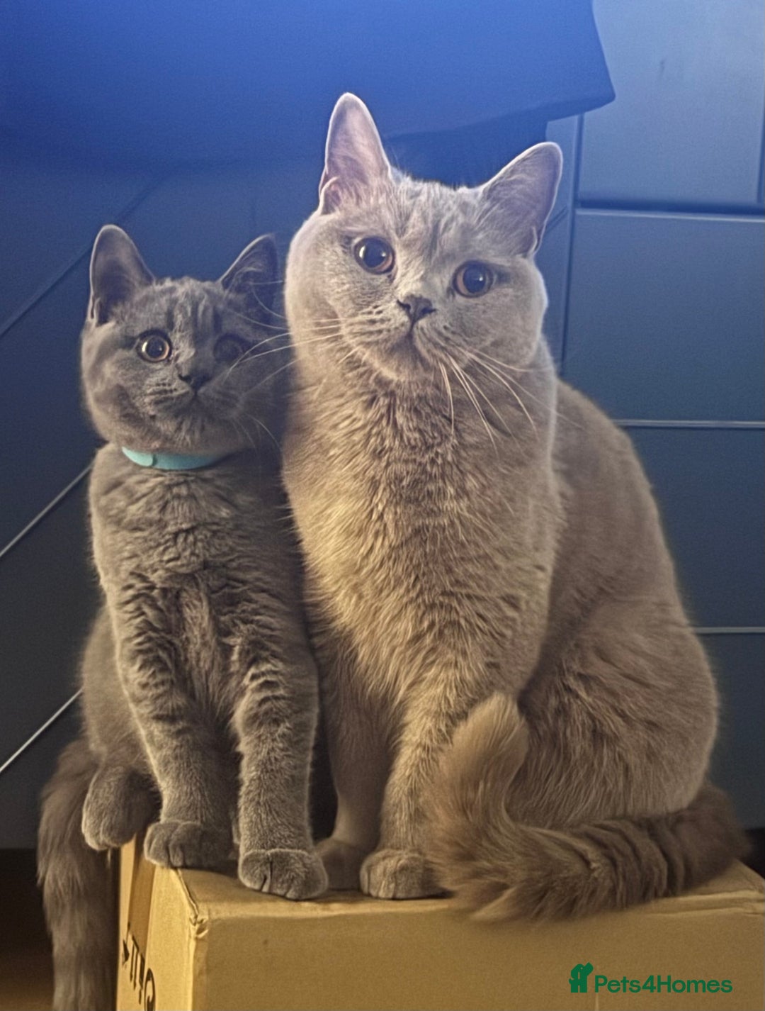 British Shorthair cats for sale: Beautiful GCCF Registered BSH Kittens - Ready Now - Image 13