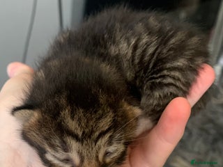 Mixed Breed cats Mixed litter of beautiful kittens - Advert 6