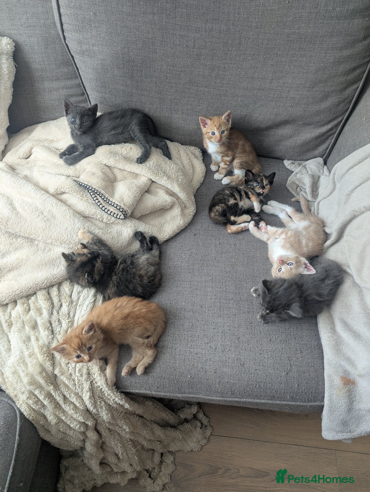 Mixed Breed cats for sale: Beautiful half ragdoll kittens  - Advert 3