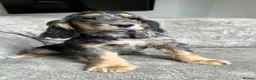 Cocker Spaniel dogs for sale: Spaniel boys needing homes - Advert 1