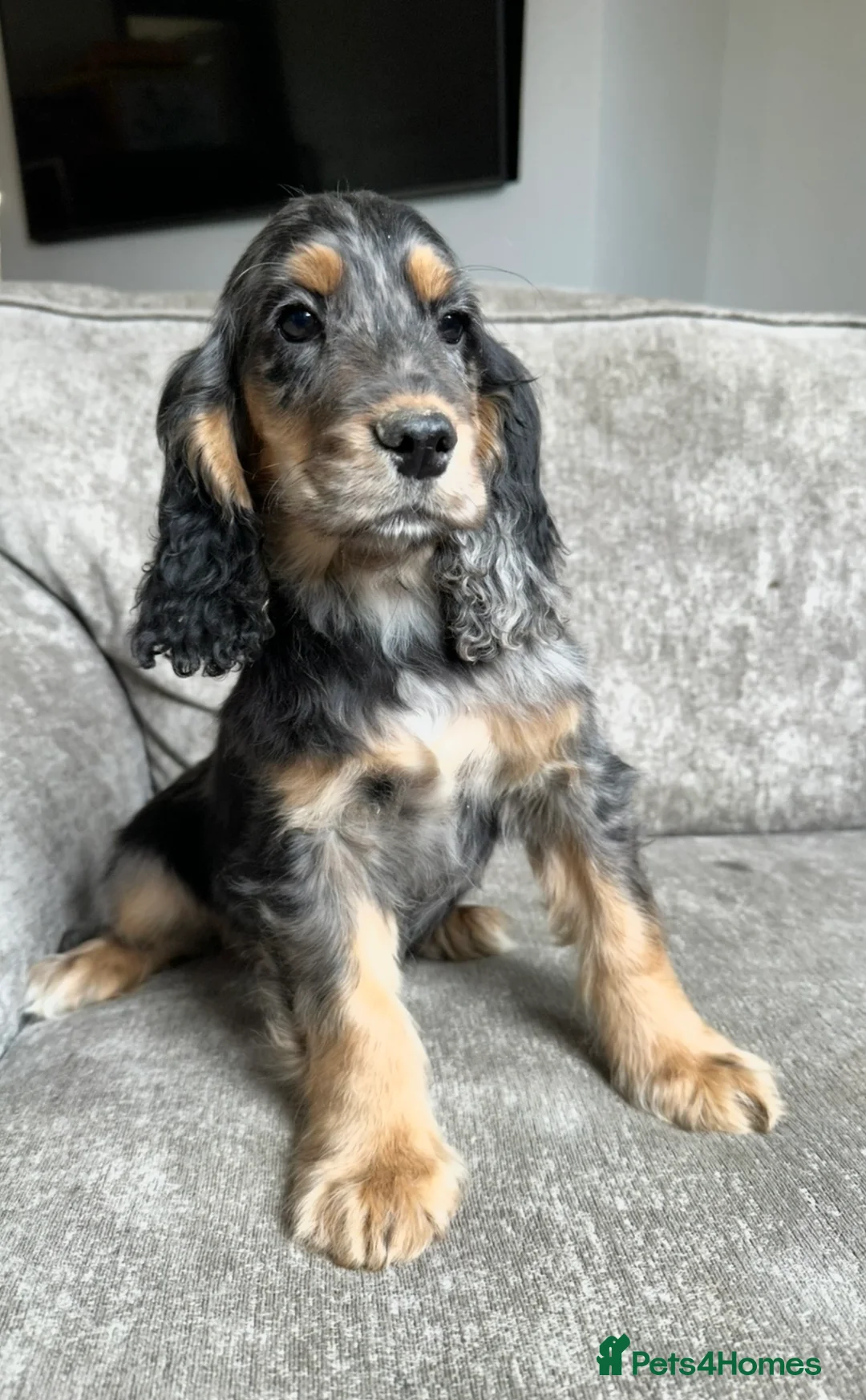 Cocker Spaniel dogs for sale: Spaniel boys needing homes - Advert 1