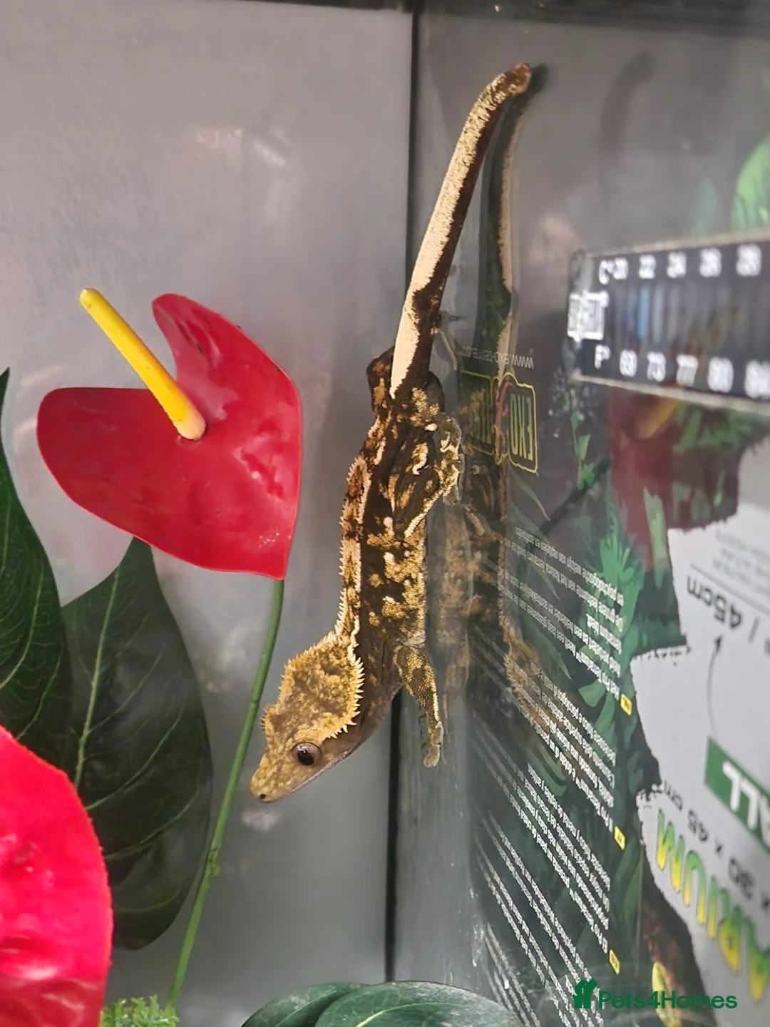 Gecko reptiles for sale: Two Adult Crested Geckos + Full Setups ✨ in Manchester - Advert 2