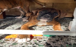 Boxer dogs for sale: Beautiful Boxer puppies - Image 6