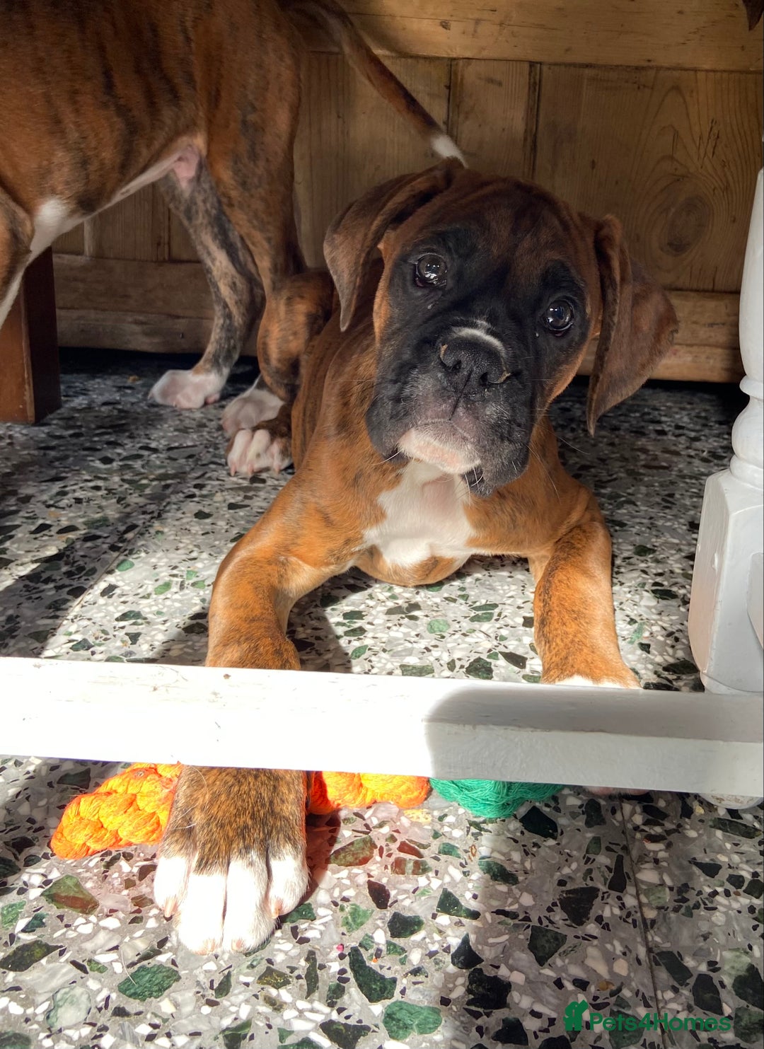 Boxer dogs for sale: Beautiful Boxer puppies - Image 6