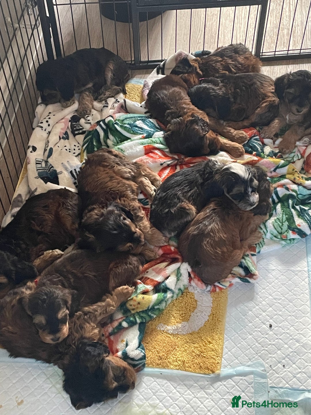 Cockapoo dogs for sale: Cuddly, cute, calm, sable Cockapoo puppies  - Image 17