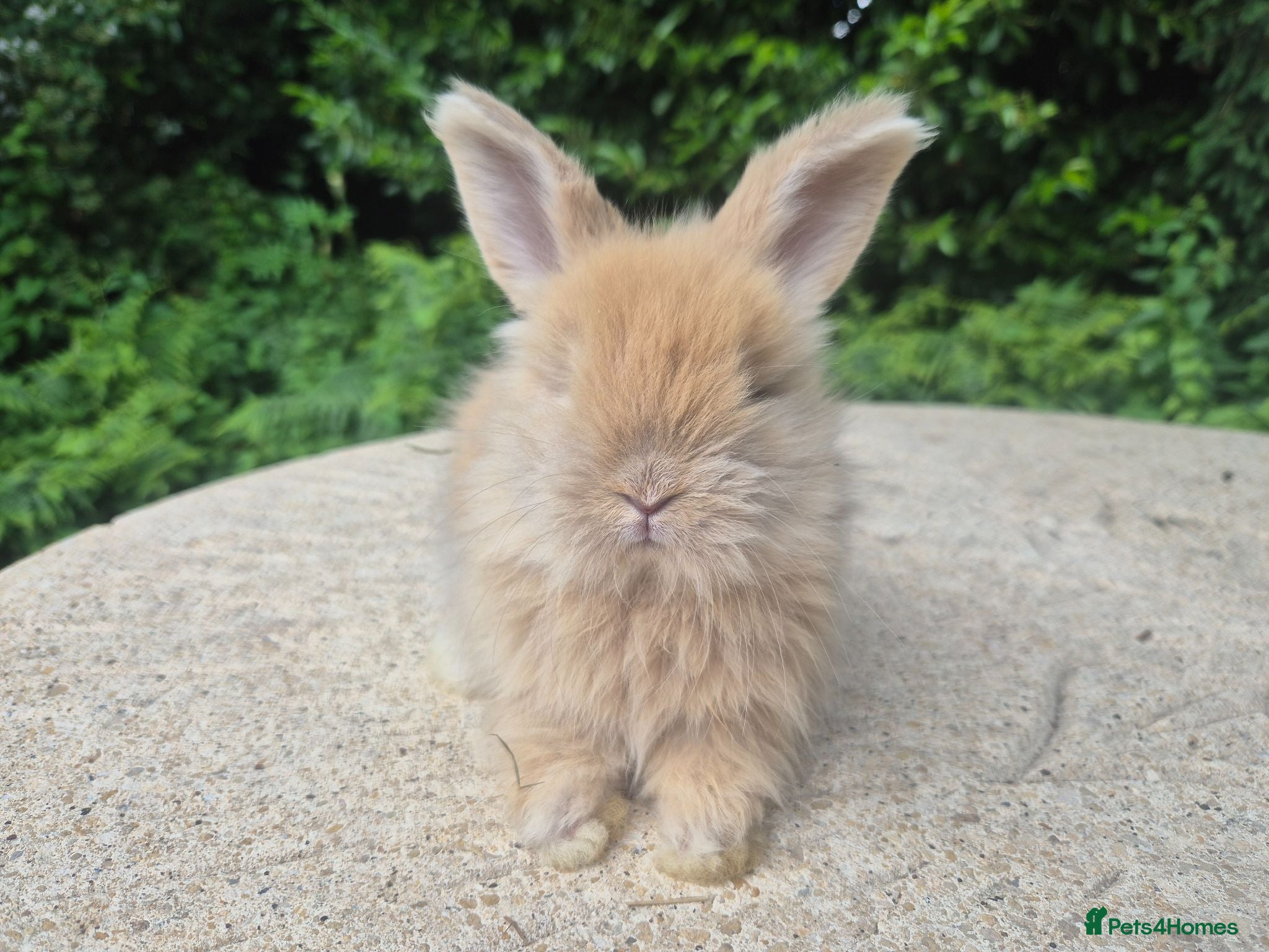 Angora rabbits 🌟STUNNING ANGORA BABIES- maxi full face 🌟 - Advert 1