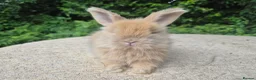 Angora rabbits for sale: 🌟STUNNING ANGORA BABIES- maxi full face 🌟 - Advert 17