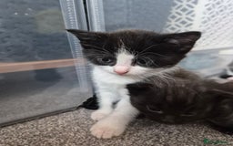 Mixed Breed cats for sale: Beautiful litter of 5 kittens  - Image 16