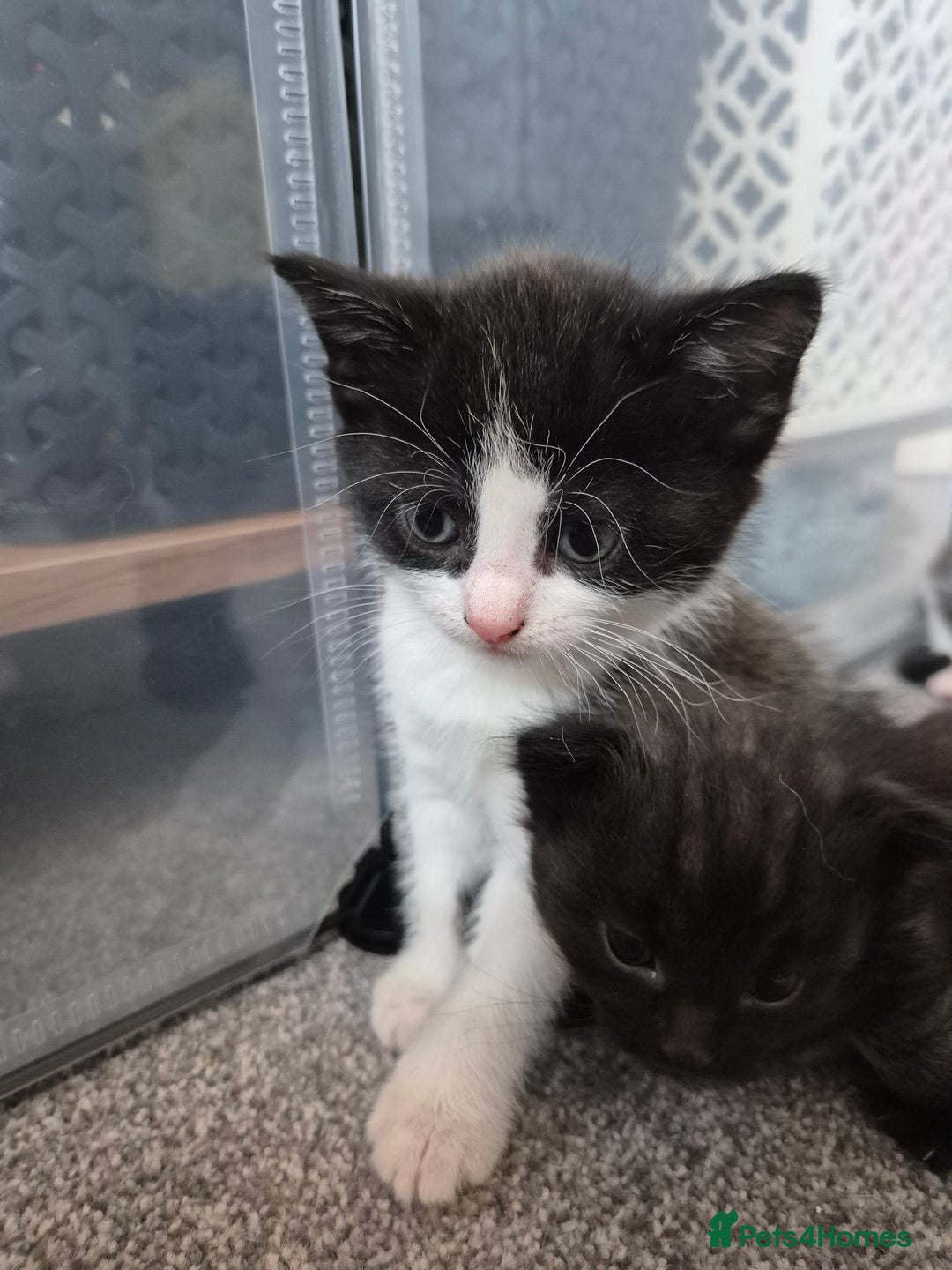Mixed Breed cats for sale: Beautiful litter of 5 kittens  - Image 16