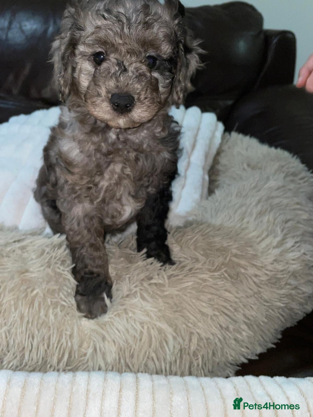 Cavapoochon dogs for sale: 6 cavapooschon puppies ready to go 18th January  - Advert 11