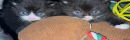 Mixed Breed cats for sale: Kittens for sale  - Advert 3