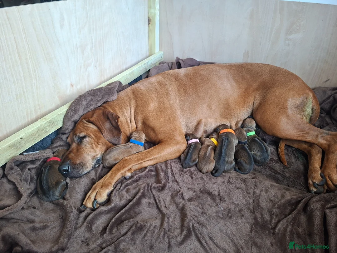 Rhodesian Ridgeback dogs for sale: Rhodesian Ridgeback Puppies KC Health Elb Hip JME in Diss - Advert 31