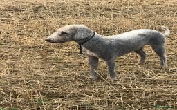 Bedlington Terrier dogs for stud: Bedlington terrier for stud in Barnsley - Image 6