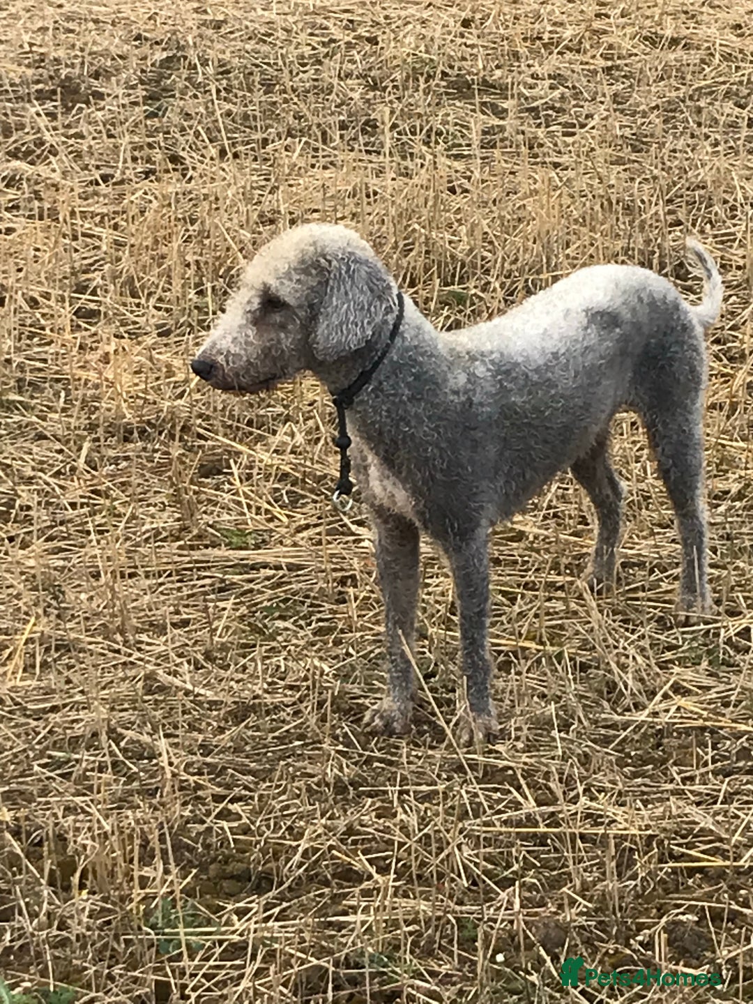 Bedlington Terrier dogs for stud: Bedlington terrier for stud in Barnsley - Image 6