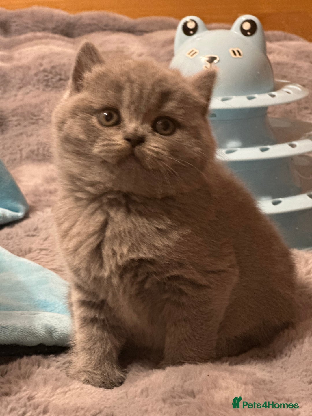 British Shorthair cats for sale: GCCF registered kitten  - Advert 5