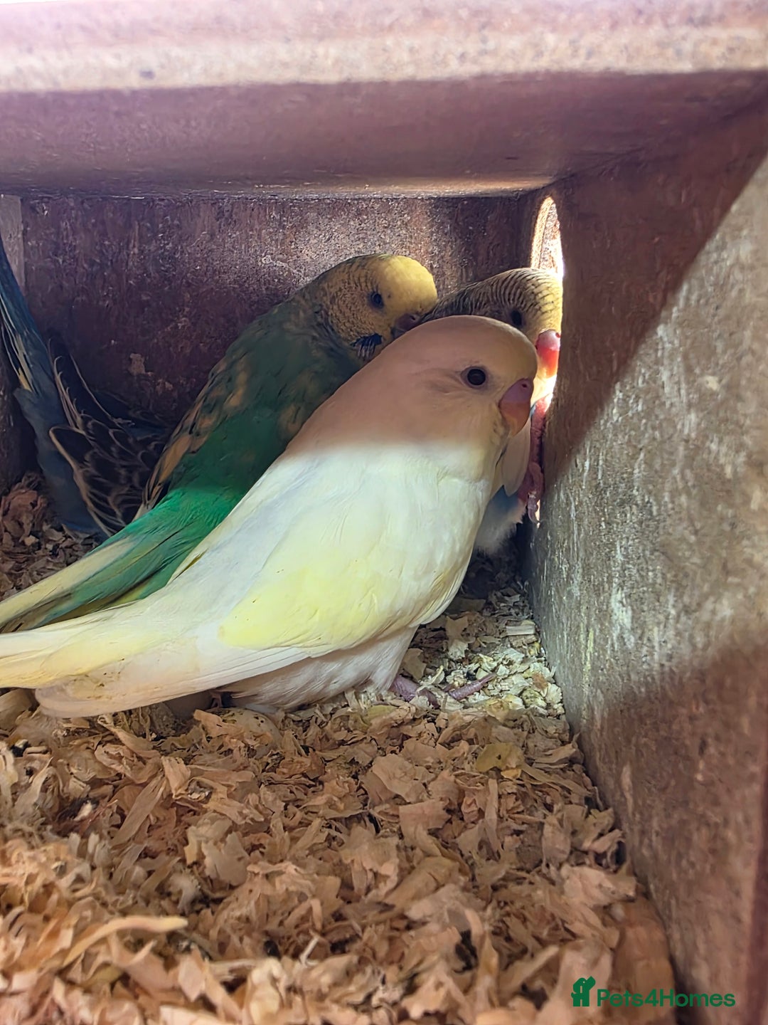 Budgerigars birds for sale: Beautiful Baby Budgies - Image 2