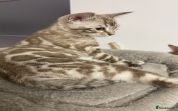 Bengal cats for sale: 🏡Stunning Tica registered Bengal Kittens  🐾 - Image 33