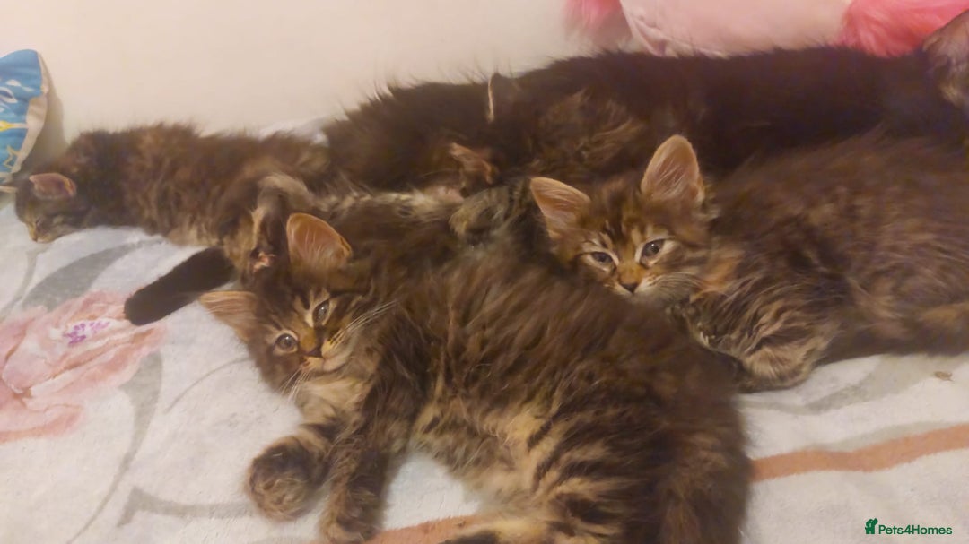 Maine Coon cats for sale: Mixed Main coon kittens available  - Advert 5
