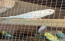 Budgerigars birds for sale: Baby budgies  - Image 10