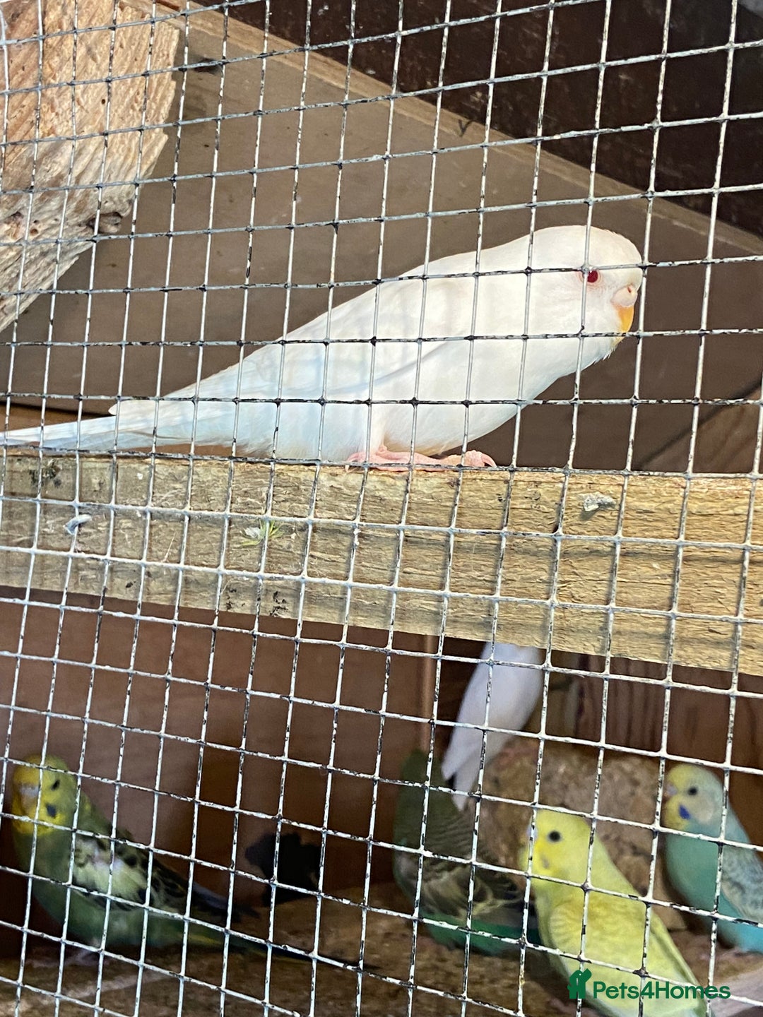 Budgerigars birds for sale: Baby budgies  - Image 10