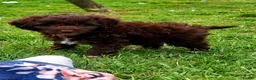 Cockapoo dogs for sale: READY for new homes F1b cockapoo puppies  - Advert 14