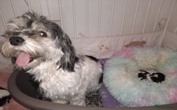 Lhasa Apso dogs for sale: Rare 5* Kyi-Leo Puppies ready for loving homes NOW - Image 5