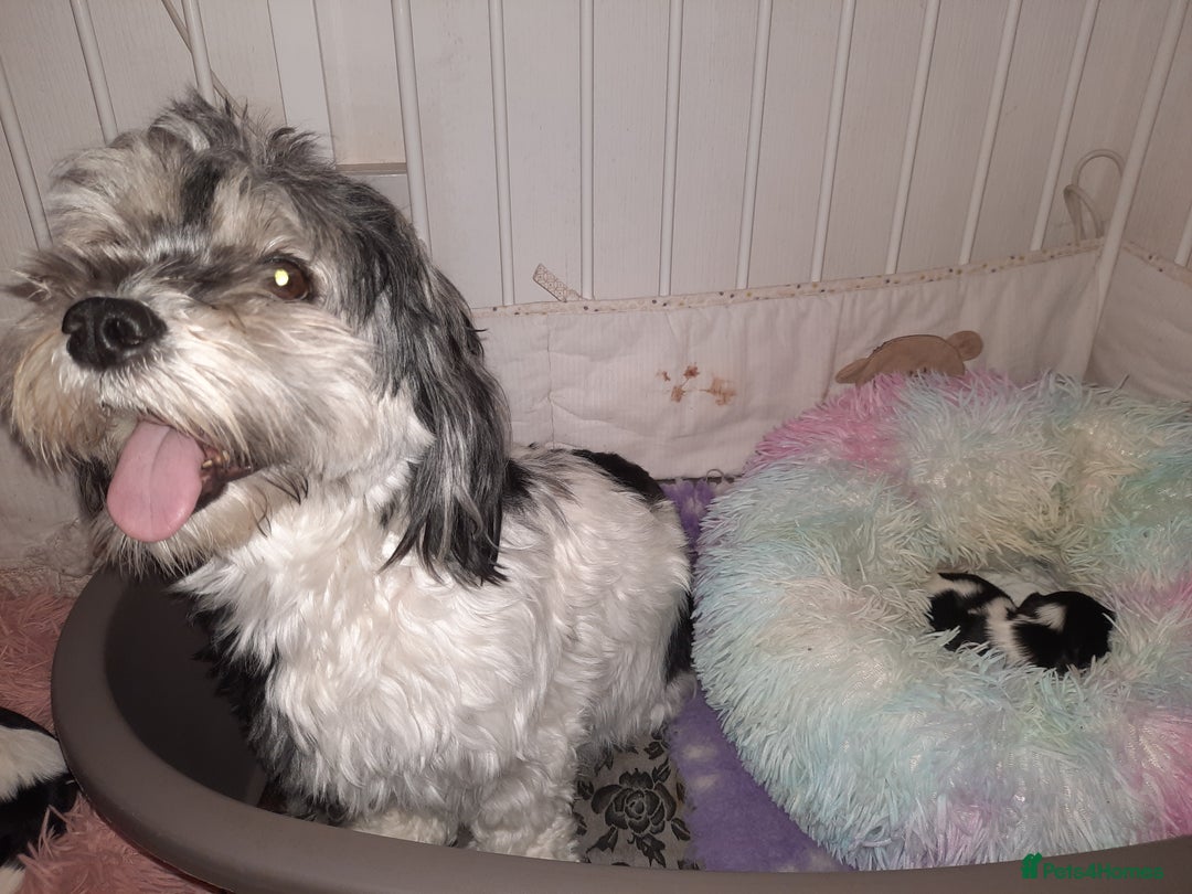 Lhasa Apso dogs for sale: Rare 5* Kyi-Leo Puppies ready for loving homes NOW - Image 5