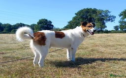 Mixed Breed dogs for adoption: MONTY - big, loving floofball! - Image 2
