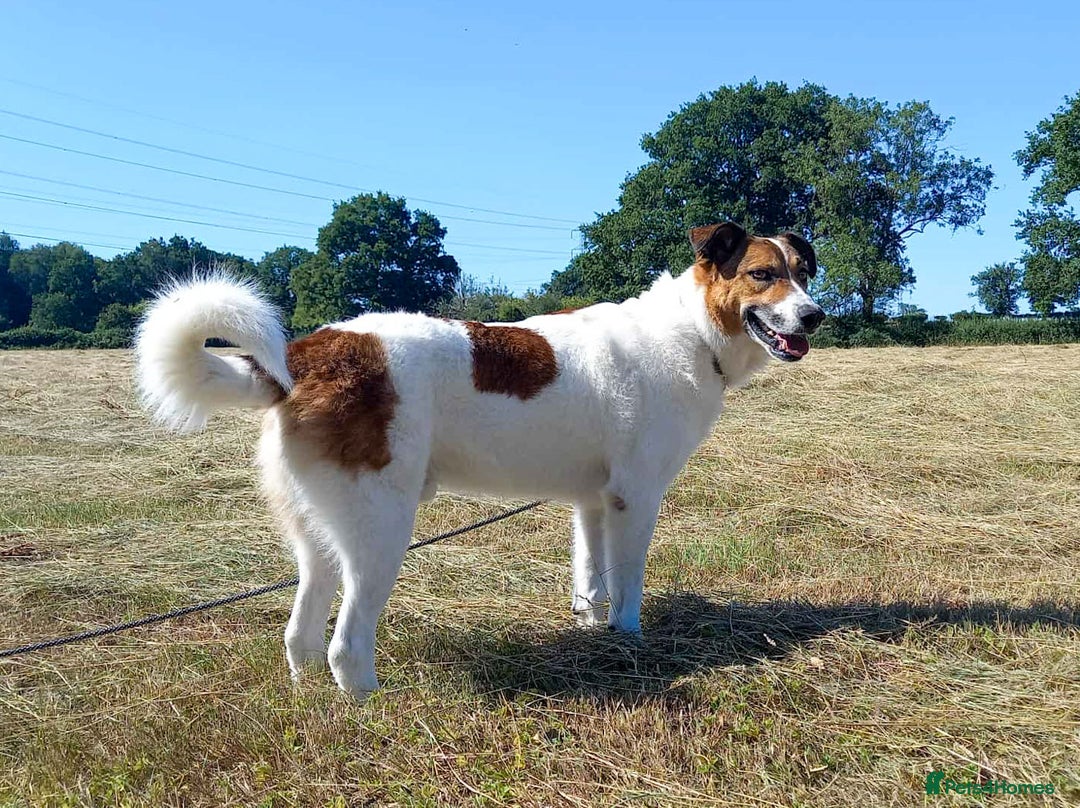 Mixed Breed dogs for adoption: MONTY - big, loving floofball! - Image 2