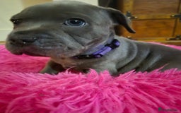 Staffordshire Bull Terrier dogs for sale: ❤️❤️ Ready for forever home ❤️❤️ - Advert 11