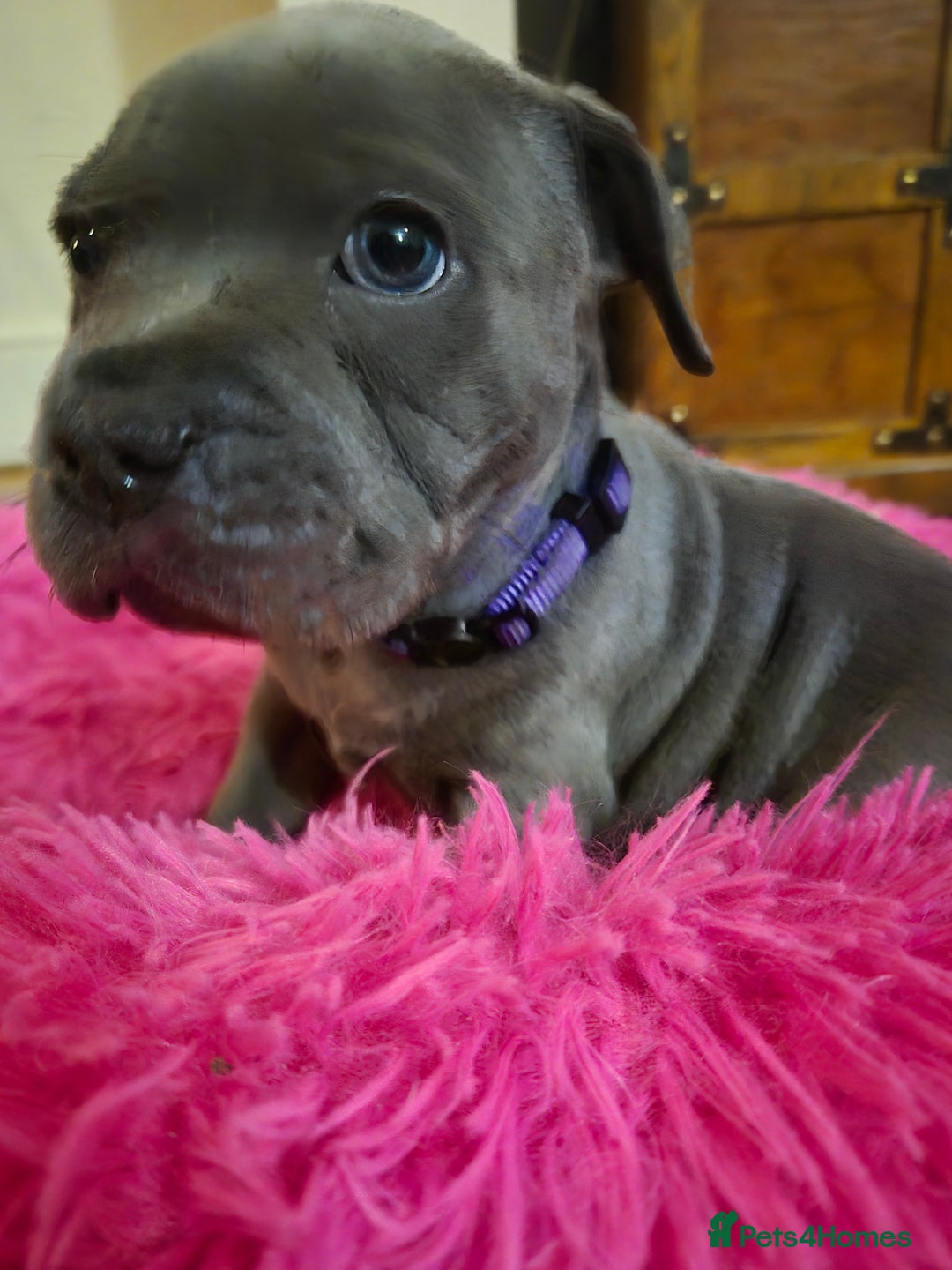 Staffordshire Bull Terrier dogs for sale: ❤️❤️ Ready for forever home ❤️❤️ - Advert 11