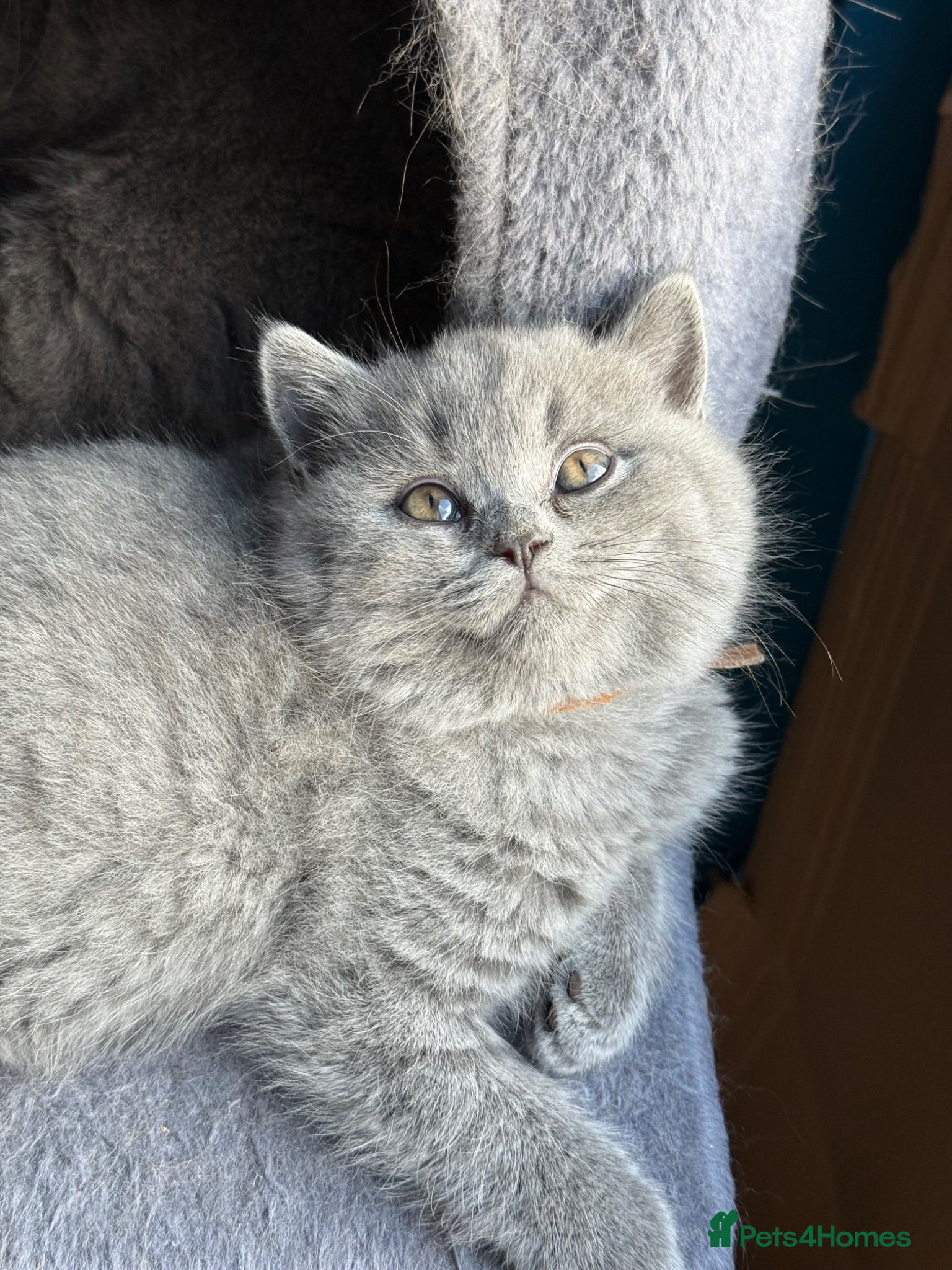 British Shorthair cats 2 Beautiful BSH Ready to Leave - GCCF Registered - Advert 2