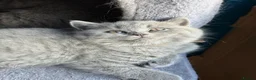 British Shorthair cats for sale: 2 Beautiful BSH Ready to Leave - GCCF Registered - Advert 3