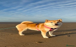 Japanese Shiba Inu dogs for sale: Beautiful Cream Shiba Inu boy for sale  - Image 7