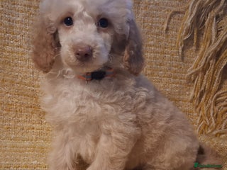 Miniature Poodle dogs Beautiful poodle pups - Advert 4