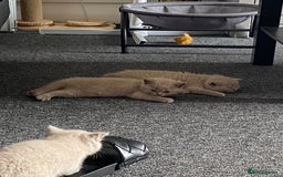 British Shorthair cats for sale: Stunning lilac BSH  - Image 17