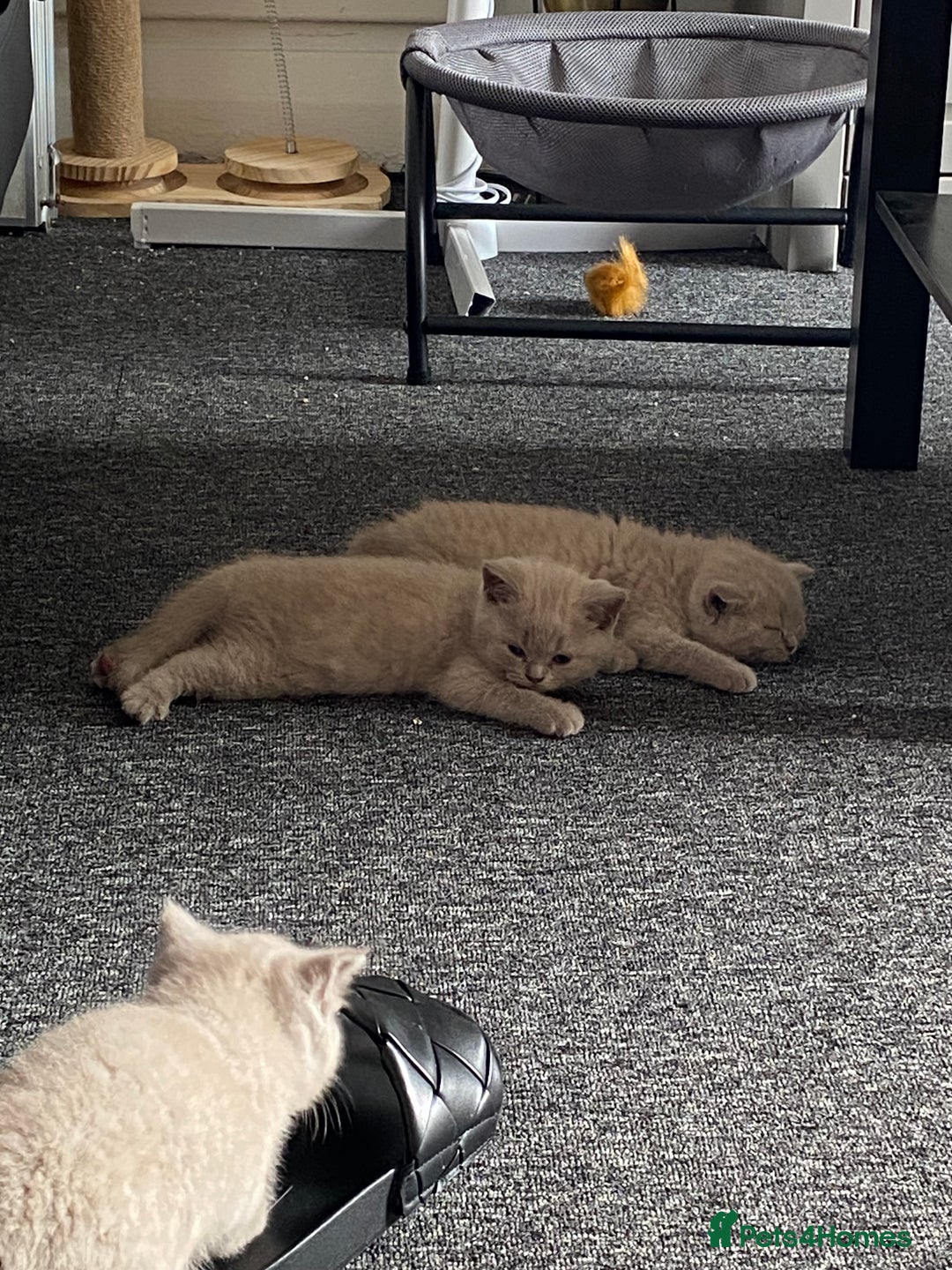 British Shorthair cats for sale: Stunning lilac BSH  - Image 17
