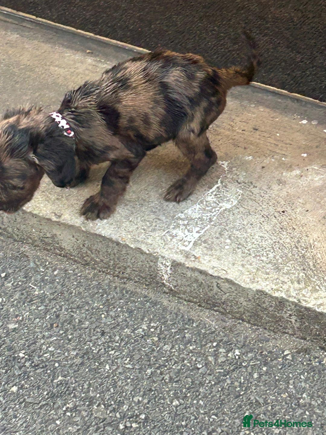 Cocker Spaniel dogs for sale: Rare cocker spaniel 1 left - Image 3