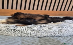 Pomeranian dogs for sale: Beautiful Pomeranian Puppies - Advert 7