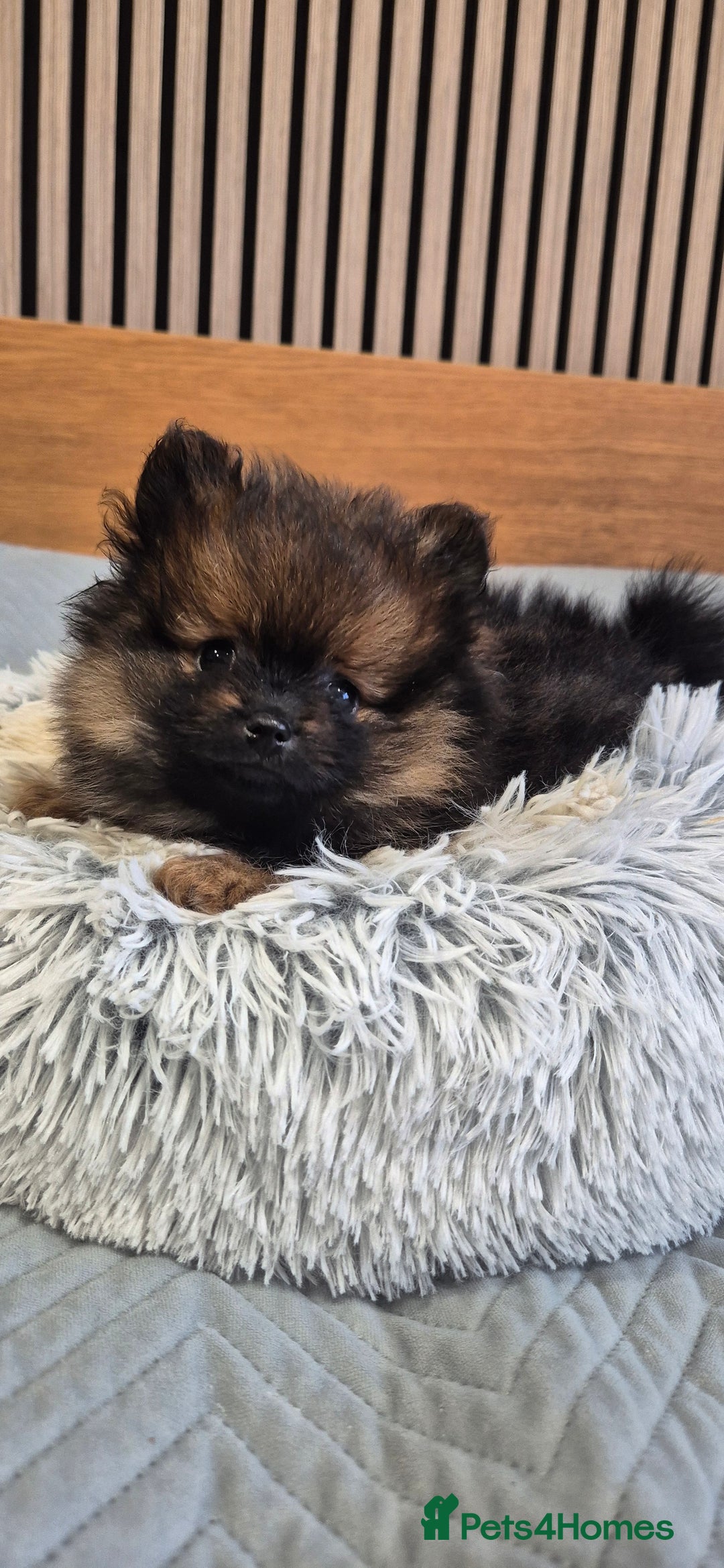 Pomeranian dogs for sale: Beautiful Pomeranian Puppies - Advert 7