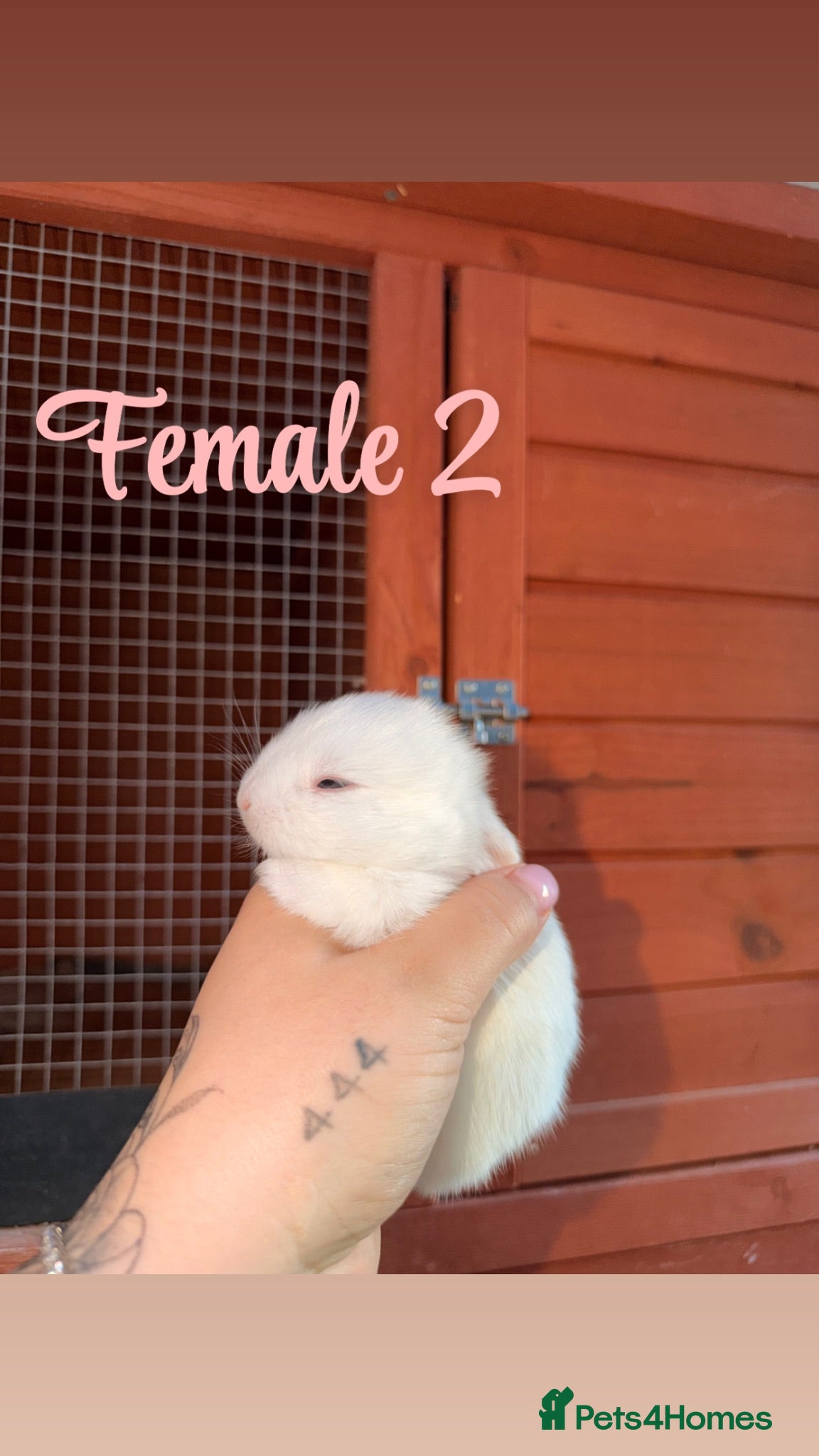 Mini Lop rabbits Mini lop bunnies for sale - Advert 2