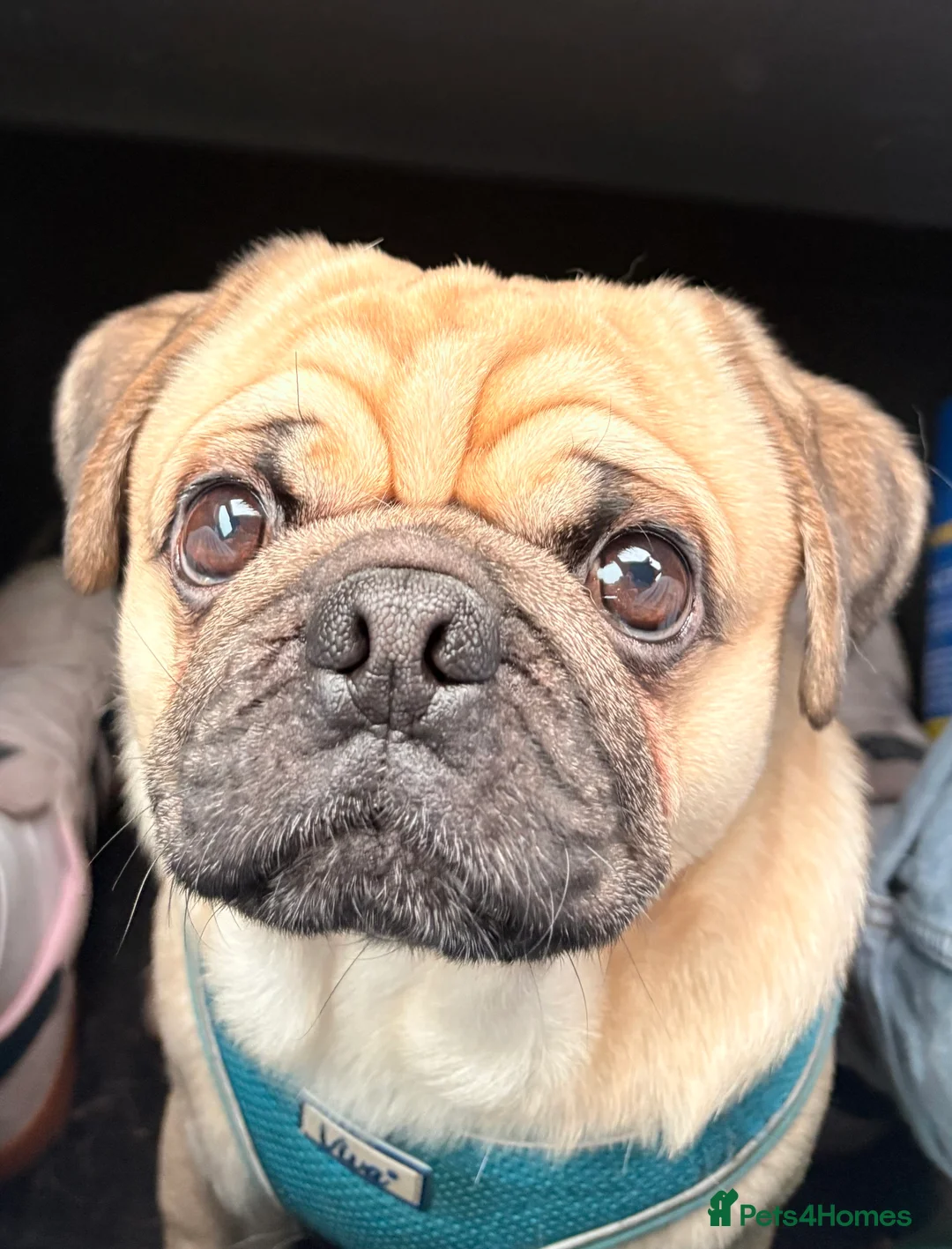 Pug dogs for sale: Beautiful Boy Pug in Stoke-on-Trent - Advert 6